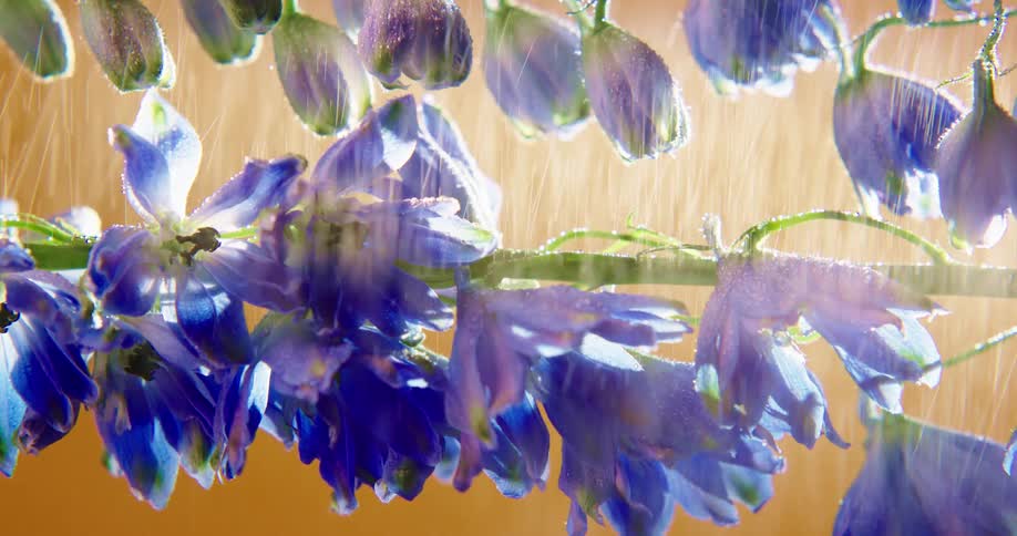 Rainfall starts and increases in intensity as it falls onto blue flowering plant