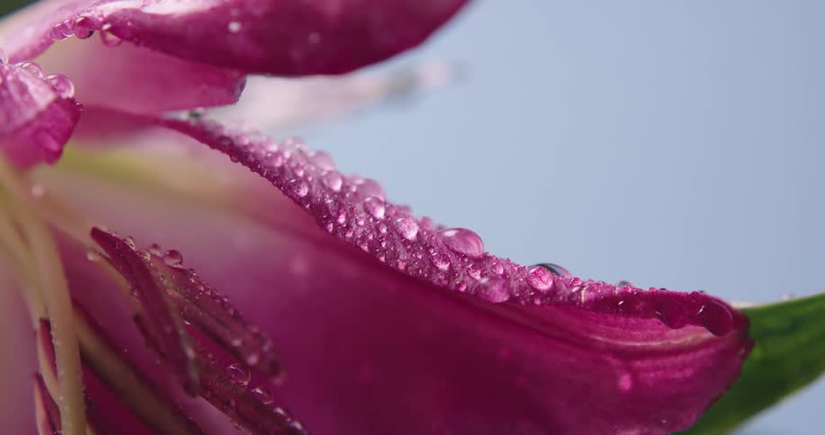 Rain is pouring on the pink flowers