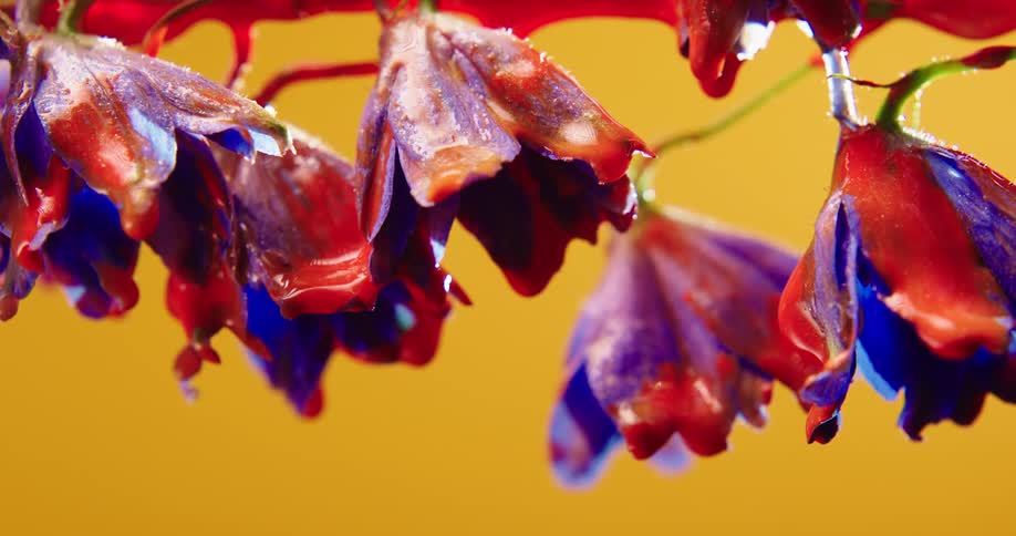 Red paint drips onto and a vine of blue flowers against a yellow background
