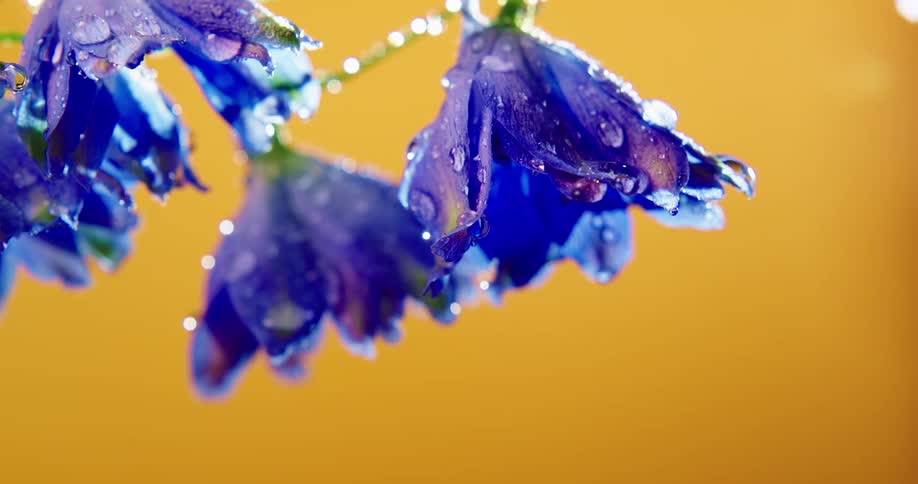 Water drops coat bright blue flower sitting against a amber background