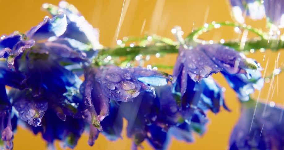 Rain is falling on purple flowers with an orange wall in the distance