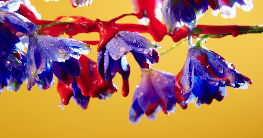 Red paint dripping off of purple flowers