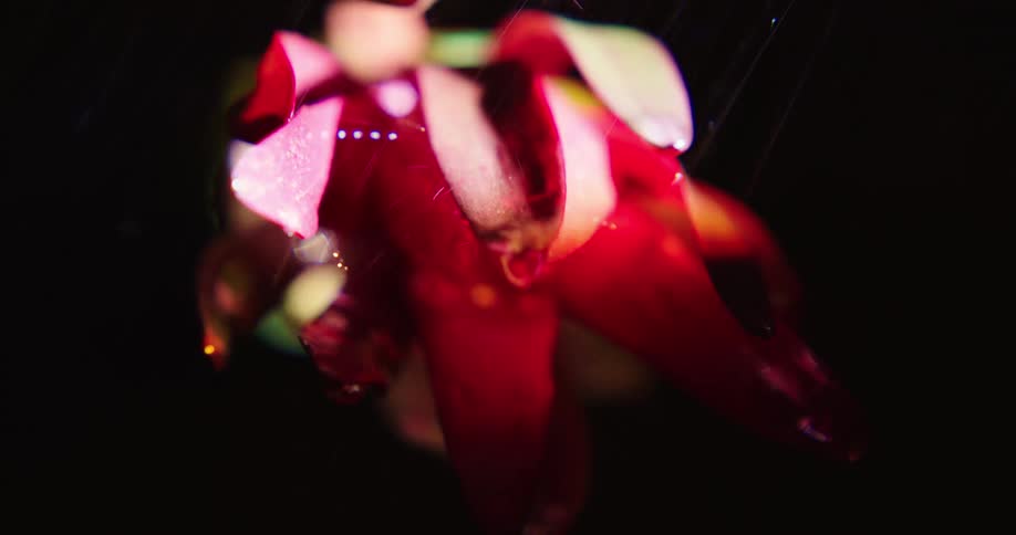 A red flower is moving as it is being rained on