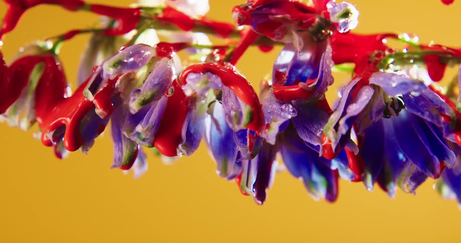 Red paint drips from purple flowers in a room with orange walls