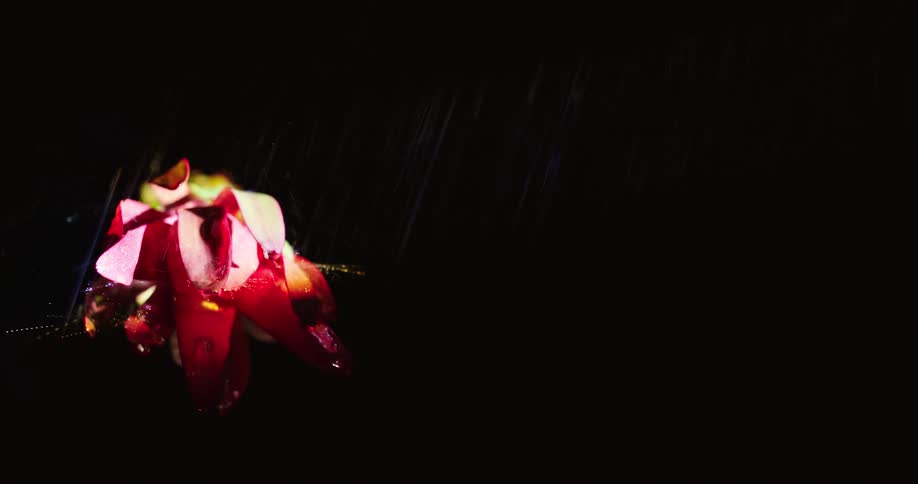 The water sprays on the flower in the dark