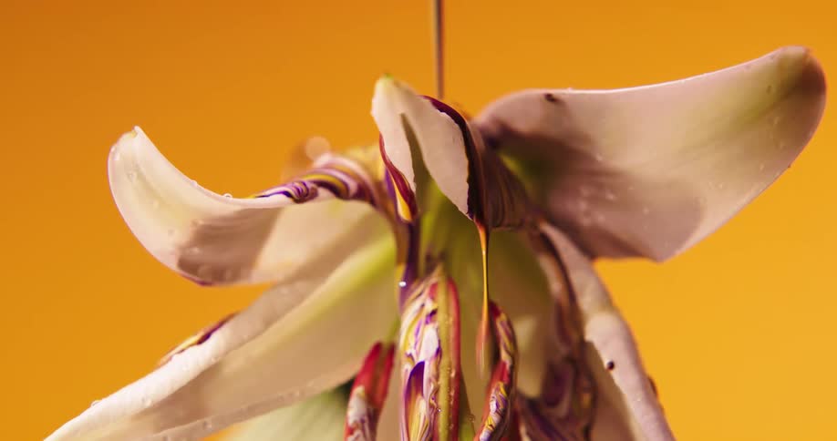 Red paint is dripping onto a white flower in a room with orange walls