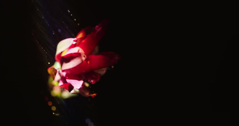 Rain falling on to a flower