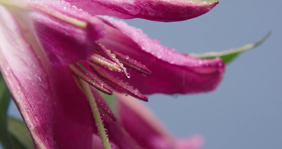 Light rain falls on a pink flower and droplets sit on the petals and roll off