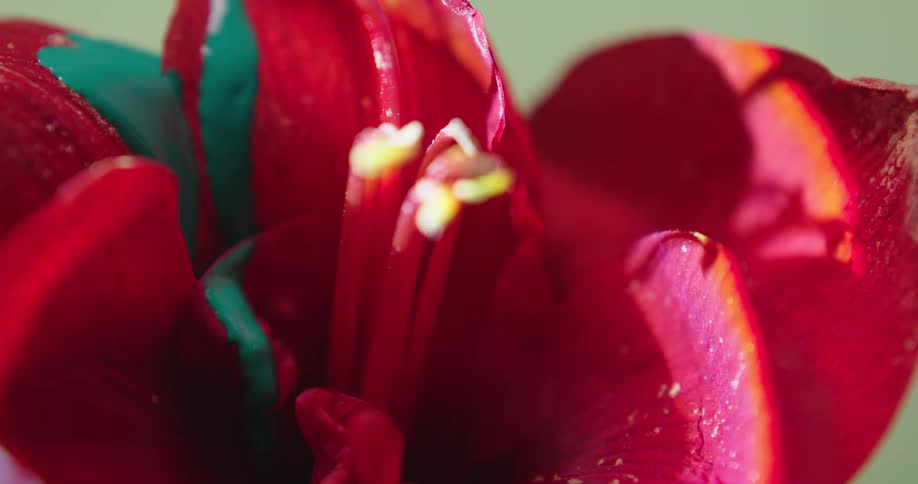 Green paint drips on a red iris flower