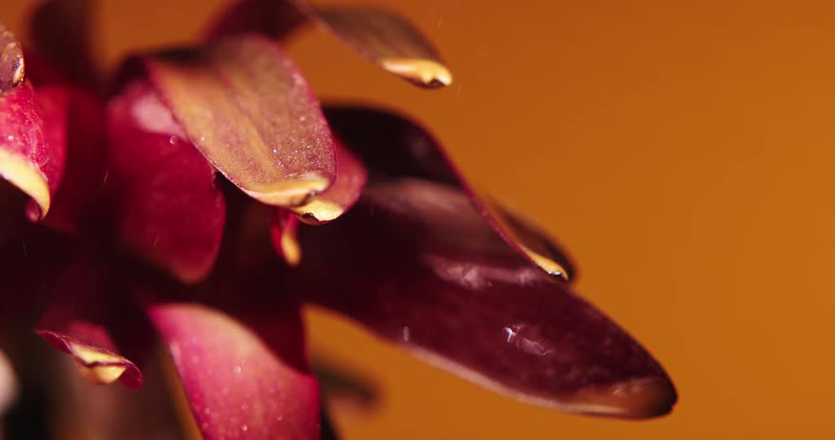 Glitter raining down over the petals of a flower covered in dripping red ink
