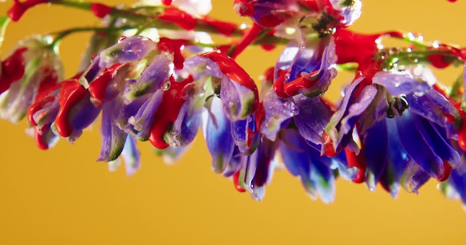 Red paint drips from the flowers