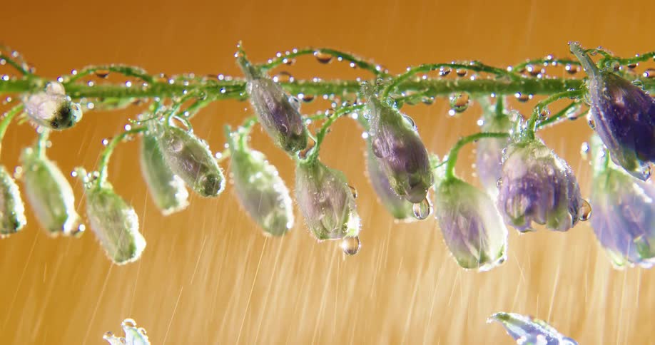 Water is pouring on the tropical plants