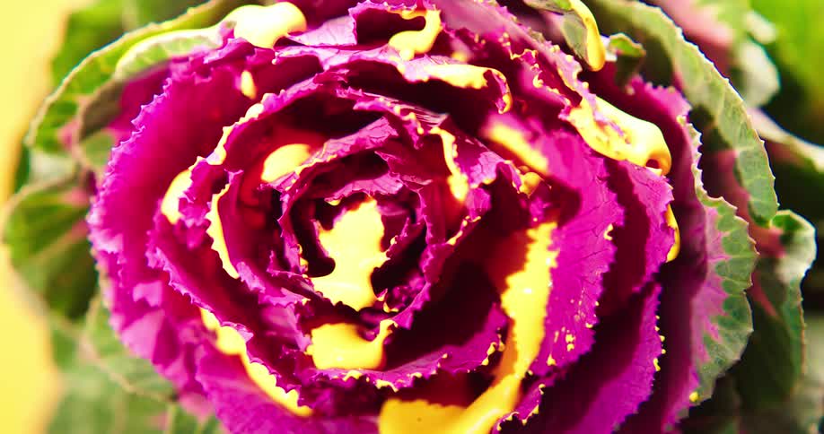 Thick dressing drips from the inside petals of a head of lettuce