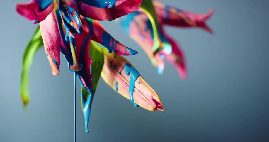 Blue paint dripping off pink petals on a lily
