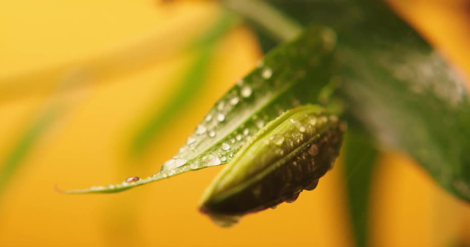 Water droplets fall onto the green leaves of a plant with a yellow wall behind it