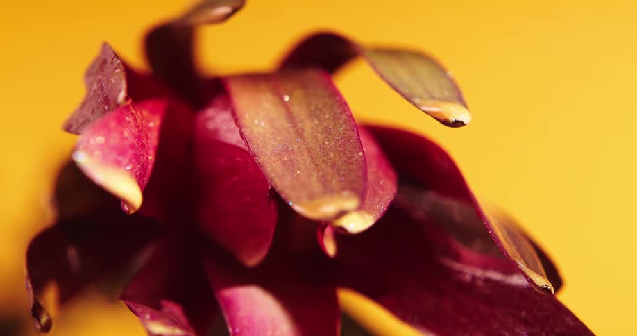 Yellow paint drips off maroon petals glittering against an orange background