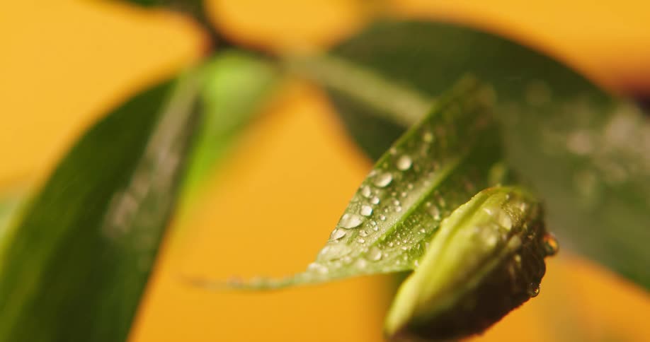 Water droplets fall onto the green leaves and bud of a flower