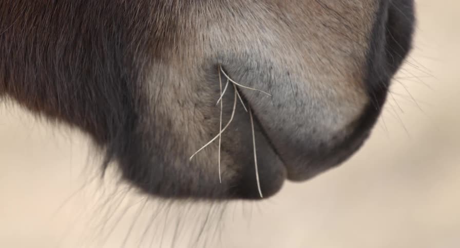 Close up of a horse's mouth with grass in it
