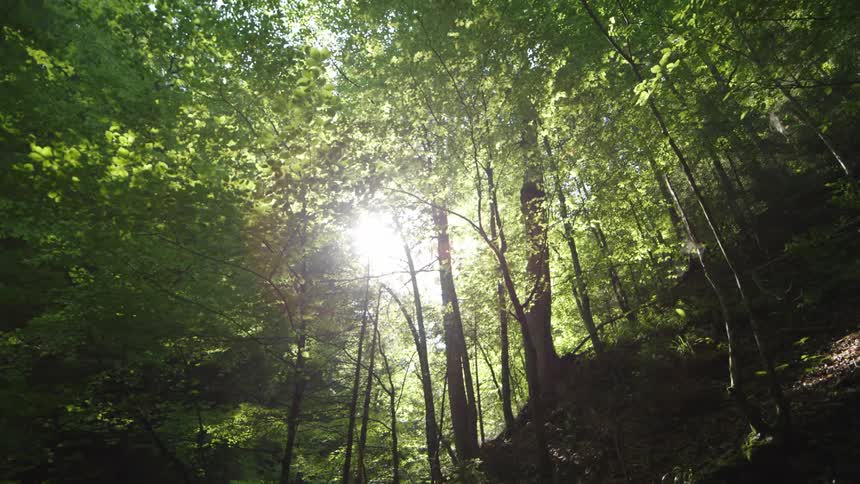 Sunlight shines brightly through trees in a forest
