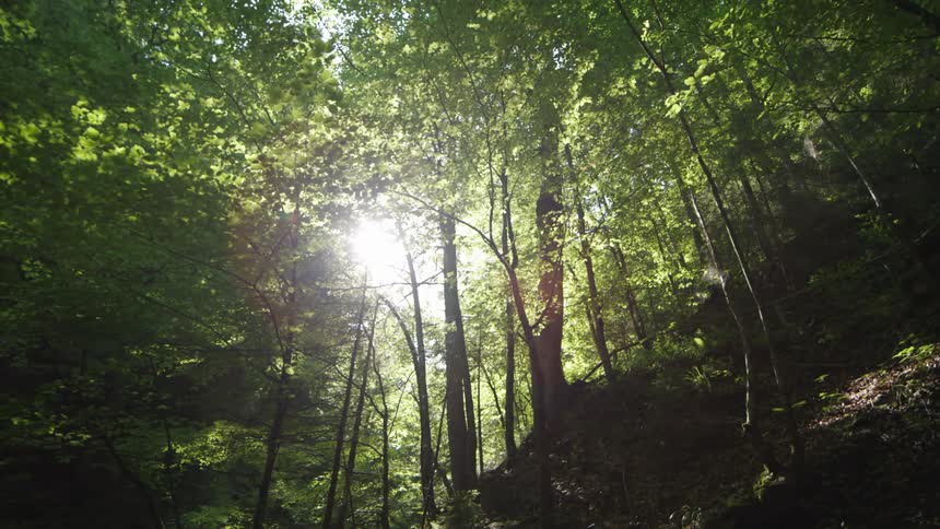 Sunlight shines brightly through trees in a forest