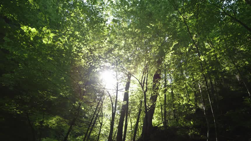 Sunlight shines brightly through trees in a forest