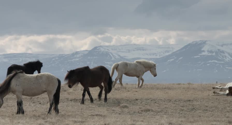 A horse rolls around in the grass