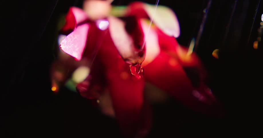 A red flower is moving as it is being rained on
