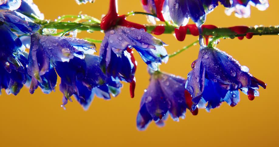 Red paint is dripped and dropped on a branch of purple flowers against a yellow background