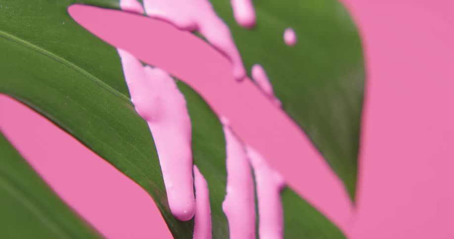 Close up of pink paint dripping off plant leaves against a pink background