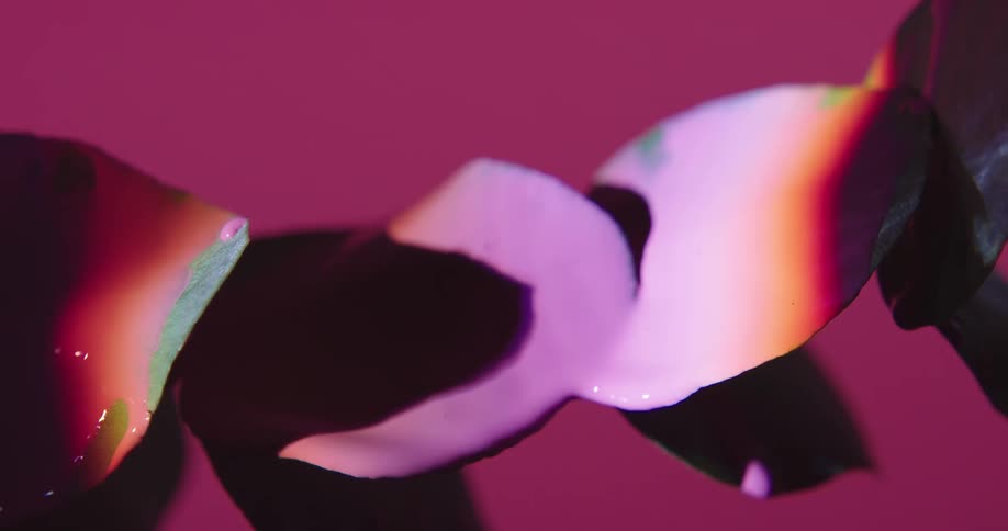 Pink paint falling through a plant leaf in front of a pink background