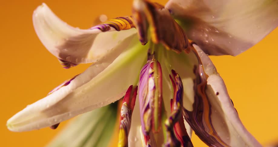 Paint drips for the petals of a dying flower