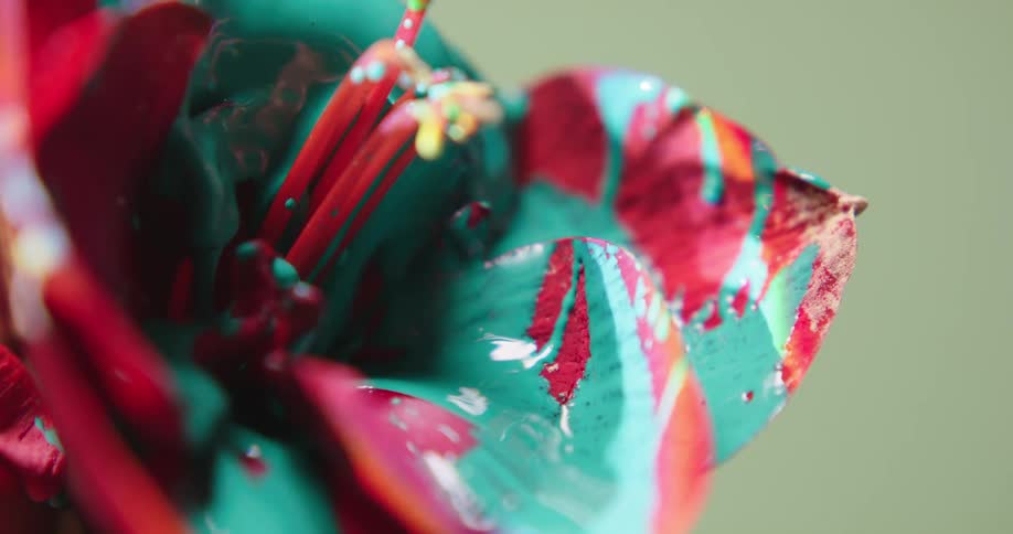 Paint dripping on to a flower