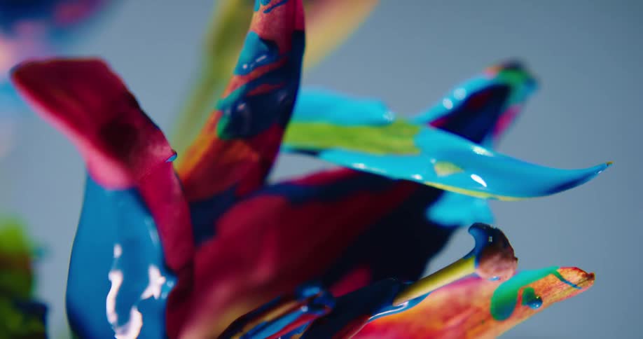 Blue paint drips from pink petals