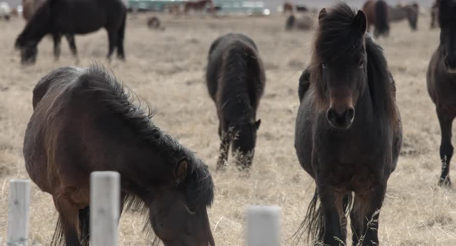 A herd of icelandic horses graze outside