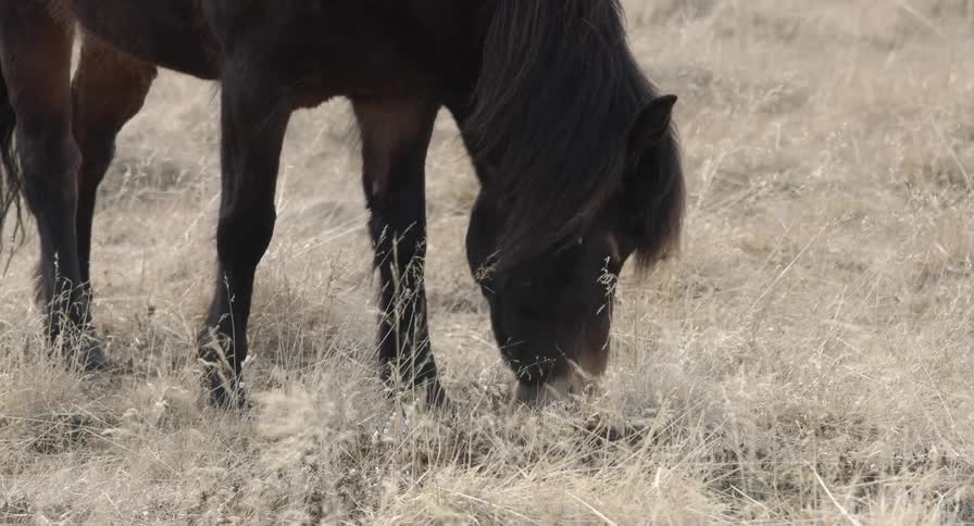 An icelandic horse is grazing on some yellow grass