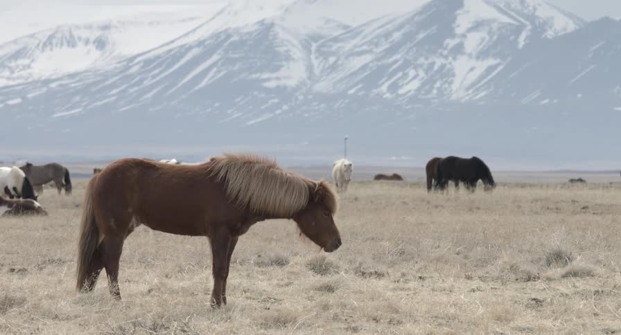 Icelandic horses range together in an open area