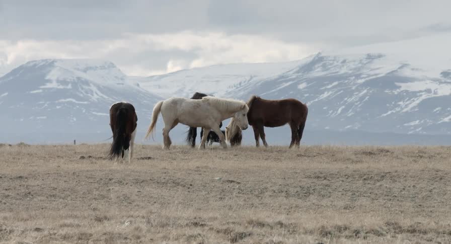 Several horses grazing in a field with snowy mountains in the background
