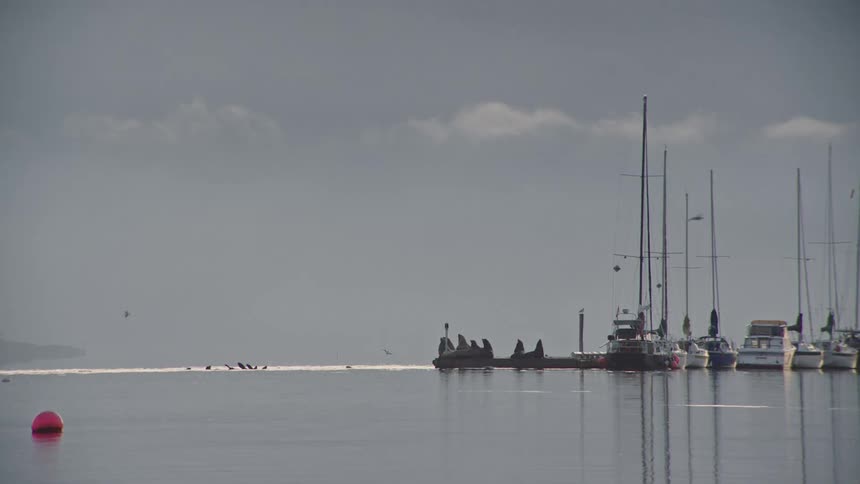 Seagulls fly over an oceanside marina with sea lions barking in the distance