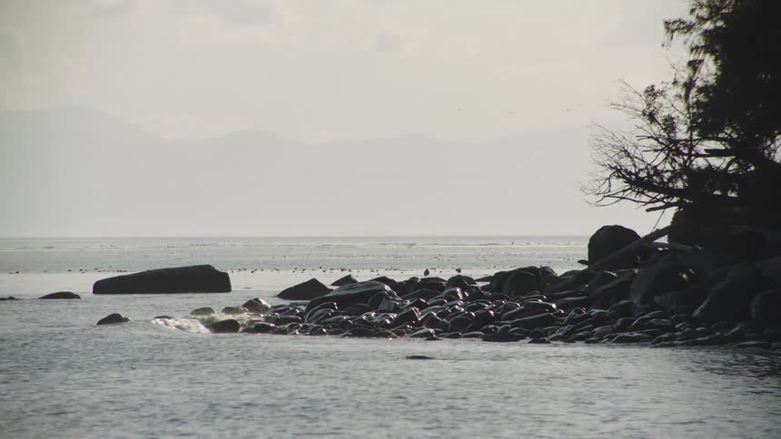 Waves roll over rocks along the coast and the silhouette of mountains can be seen in the distance through the fog