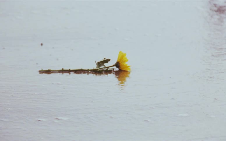 A yellow flower floats in the water
