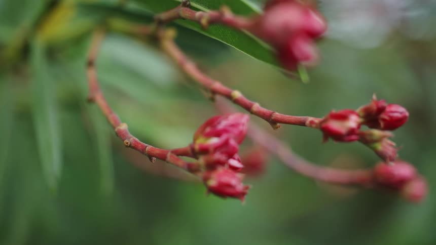 The red flowers on in the bush