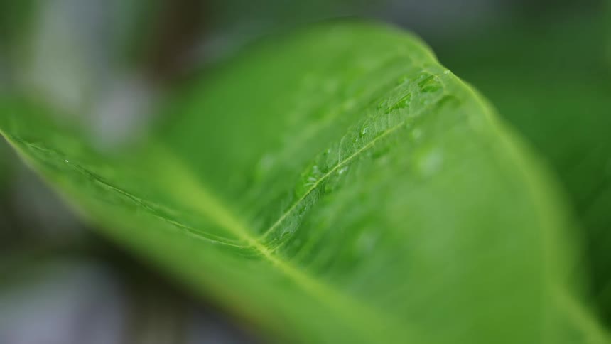 A close up view of a leaf