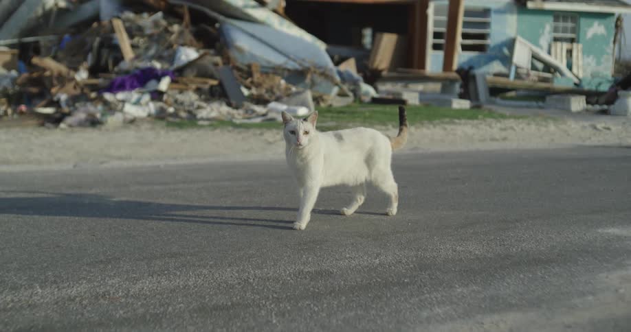 A cat walking around outdoors