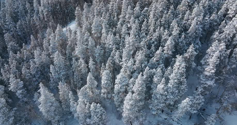 Ice crusts conifer forest trees standing on snow covered ground