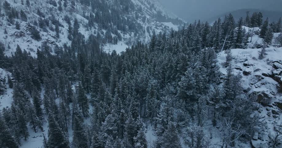 Snow covered forested mountains high in a foggy sky