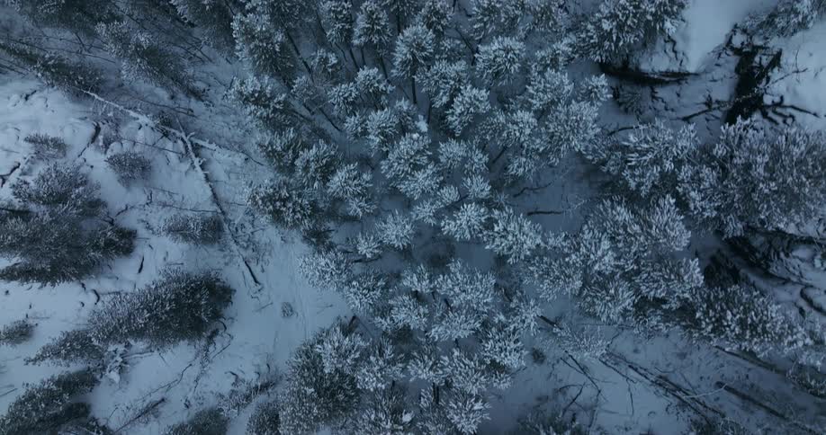 Aerial view of area of land covered with snow trees and plants