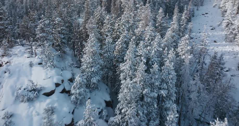 Aerial view of snow covered trees and forested mountains under a clear sky