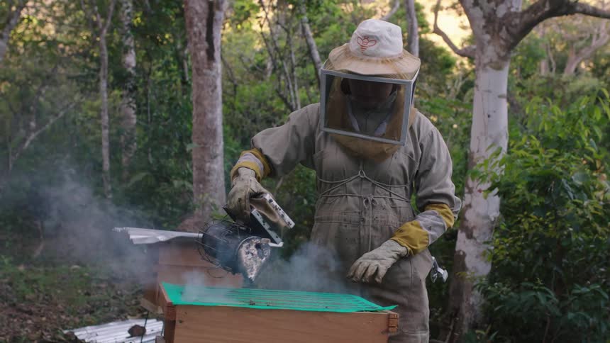 A beekeeper steams the apiary