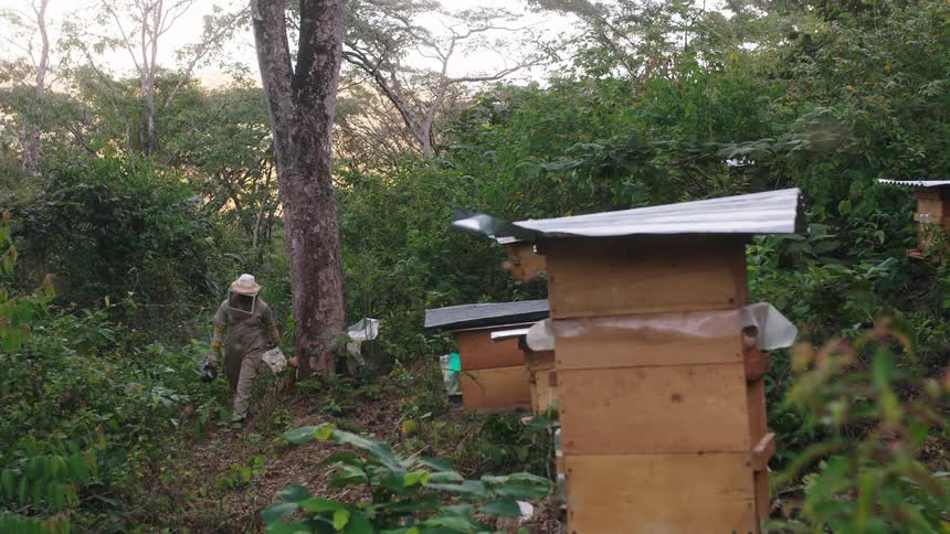 A beekeeper walks towards the apiary