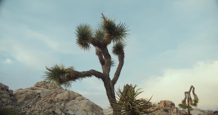 Trees with green needles stand next to the large rocks under a blue sky